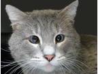 Adopt a Gray or Blue Domestic Shorthair cat in Wildomar, CA (41436691)