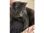 Adopt Aphrodite a Domestic Shorthair / Mixed (short coat) cat in Burton