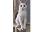 Adopt Moscato a Abyssinian / Mixed (short coat) cat in Ocala, FL (41438126)