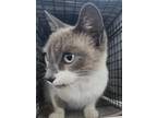 Adopt Moonshine a Siamese / Mixed (short coat) cat in Ocala, FL (41438125)