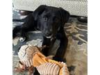 Adopt BB-8 a Black Labrador Retriever / Mixed Breed (Medium) dog in Chapel Hill