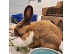 Adopt Rapunzel a Flemish Giant / Mixed rabbit in Kamloops, BC (41326322)
