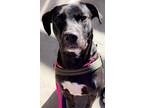 Adopt Pogo a Black - with White Labrador Retriever / Mutt / Mixed dog in Dallas