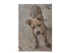 Adopt Myla a Gray/Blue/Silver/Salt & Pepper Shar Pei / Terrier (Unknown Type