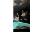 Adopt 2 Baby Kittens a Black & White or Tuxedo American Shorthair / Mixed (short