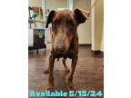 Adopt Dog Kennel #38 a Doberman Pinscher / Mixed dog in Greenville