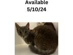 Adopt Cat Condo #15 a Domestic Shorthair / Mixed (short coat) cat in Greenville