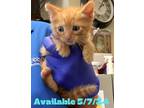 Adopt Cat Condo #10 a Domestic Shorthair / Mixed (short coat) cat in Greenville