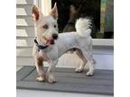Adopt Wilbur a White Basset Hound / Westie, West Highland White Terrier / Mixed