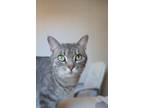 Adopt Sugar a Domestic Shorthair / Mixed (short coat) cat in Cincinnati
