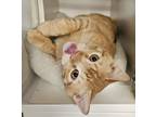 Adopt Tiger a Orange or Red Domestic Shorthair / Domestic Shorthair / Mixed cat