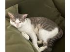 Adopt Uno a Gray, Blue or Silver Tabby American Shorthair / Mixed (short coat)