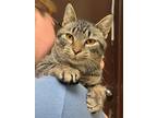 Adopt Kellan a Domestic Shorthair / Mixed cat in Versailles, KY (41113458)