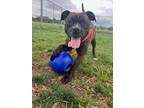 Adopt Donner a Brindle Mixed Breed (Large) / Mixed dog in Hamilton