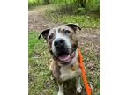 Adopt Chewy a Brown/Chocolate Mixed Breed (Large) / Mixed dog in Hamilton