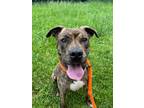 Adopt Sherlock Bones a Brindle Mixed Breed (Large) / Mixed dog in Hamilton