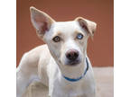 Adopt Daisy a White Husky / Mixed dog in Palm Springs, CA (41438093)