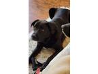 Adopt Waylon a Black Labrador Retriever / Mixed dog in Dickson, TN (41140173)
