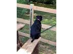 Adopt Daisy a Black Labrador Retriever dog in Dickson, TN (35921314)
