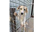 Adopt Skye a Tan/Yellow/Fawn - with White Great Pyrenees / Retriever (Unknown