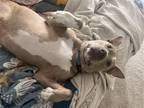 Adopt ROO a Tan/Yellow/Fawn - with White Australian Cattle Dog / Staffordshire