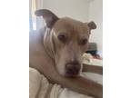 Adopt ROO a Tan/Yellow/Fawn - with White Australian Cattle Dog / Staffordshire