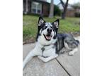 Adopt Kai (New Digs) a Black - with White Siberian Husky / Mixed dog in Dallas