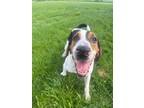 Adopt Frank a Treeing Walker Coonhound / Mixed dog in Barron, WI (41214087)