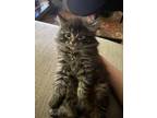 Adopt stary a Gray or Blue (Mostly) Domestic Mediumhair / Mixed (medium coat)