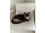 Adopt Nazar a Brown or Chocolate (Mostly) Siamese / Mixed (short coat) cat in