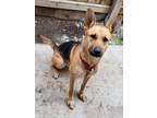 Adopt Molly a Black - with Tan, Yellow or Fawn German Shepherd Dog / Boxer /
