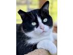 Adopt Kevin a Black & White or Tuxedo American Shorthair / Mixed (short coat)