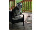 Adopt Lilly Rose a White - with Black Husky / Alaskan Malamute / Mixed dog in