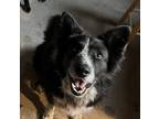 Adopt Leo a Black - with White Border Collie / Mixed dog in Terrebonne