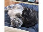 Adopt Marbles & Jelly Bean a Gray, Blue or Silver Tabby Domestic Shorthair