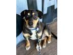 Adopt David Rose a Tricolor (Tan/Brown & Black & White) Corgi / Shepherd