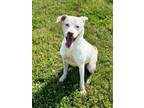 Adopt Ricotta a White Boxer / Mixed dog in Saint Louis, MO (41298358)