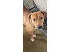 Adopt Duggie a Labrador Retriever / Mixed dog in Saint Louis, MO (41298357)