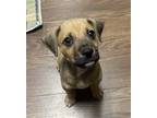 Adopt Crouton a Beagle / Mixed dog in Saint Louis, MO (41298356)
