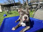 Adopt Diesel a Gray/Silver/Salt & Pepper - with White Pit Bull Terrier / French