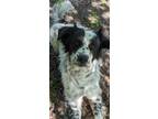 Adopt Mika a White - with Black Great Pyrenees / Mixed dog in Hudson