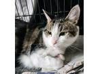 Adopt Cam Cam a Domestic Shorthair / Mixed (short coat) cat in Lunenburg