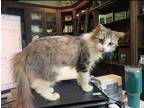 Adopt Cookie a Brown Tabby Domestic Mediumhair (medium coat) cat in Houston
