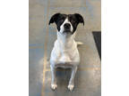 Adopt Peaches a White Pointer / Mixed dog in Fort Dodge, IA (41437875)