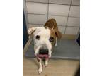 Adopt 55900431 a White American Staffordshire Terrier / Mixed dog in Fort Worth