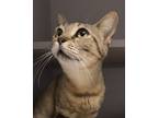 Adopt Lucille a Brown Tabby Domestic Shorthair / Mixed Breed (Medium) / Mixed