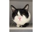 Adopt Ringo a White Domestic Shorthair / Domestic Shorthair / Mixed cat in