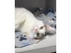 Adopt McCartney a White Domestic Shorthair / Domestic Shorthair / Mixed cat in