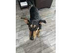 Adopt Ingrid a Black - with Tan, Yellow or Fawn Doberman Pinscher / Mixed dog in