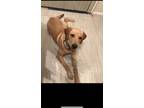 Adopt Legolas a Tan/Yellow/Fawn Labrador Retriever / Mixed dog in San Antonio